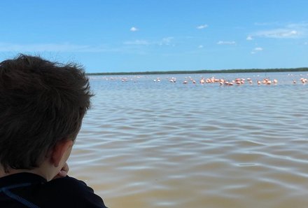 Mexiko Familienreise - Mexiko for young family individuell - Bootsfahrt im Mangroven-Biosphärenreservat Celestún - Kubaflamingos