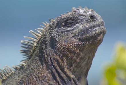 Familienreise Galapagos und Ecuador - Galapagos Family & Teens - Meerechse