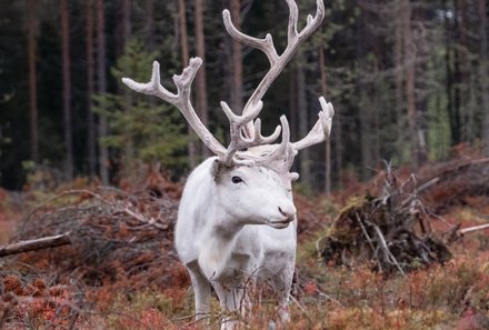 Finnland Familienreise - Finnland Family & Teens Summer - Rentier im Wald
