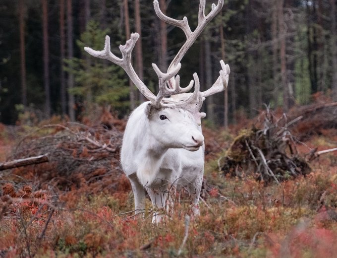 Finnland Familienreise - weißes Rentier