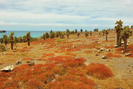 Galapagos Familienreise - Galapagos for family individuell - Insel Plaza Sur