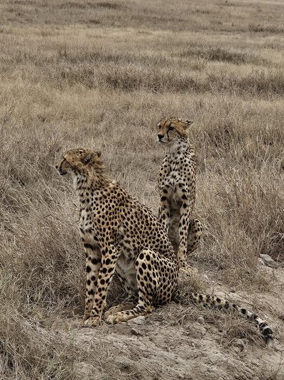 Kenia Familienreise - Kenia Family & Teens - Geparden in Kenia auf Safari Kenia Familienreise - Kenia Family & Teens - Geparden in Kenia auf Safari