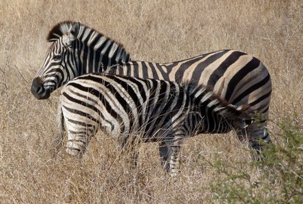 Familienurlaub Südafrika - Südafrika Teens on Tour - Zebras