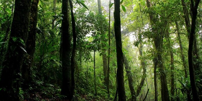 Costa Rica nachhaltig auf einer Familienreise erkunden - Regenwald