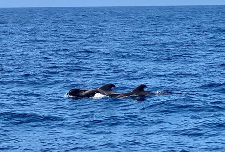 Kanaren mit Kindern - Teneriffa mit Kindern - Bootstour zu Delfinen