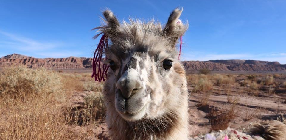 Chile Familienurlaub - Lama in der Atacama Wüste