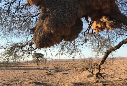 Namibia mit Kindern - Namibia for family individuell - Baum