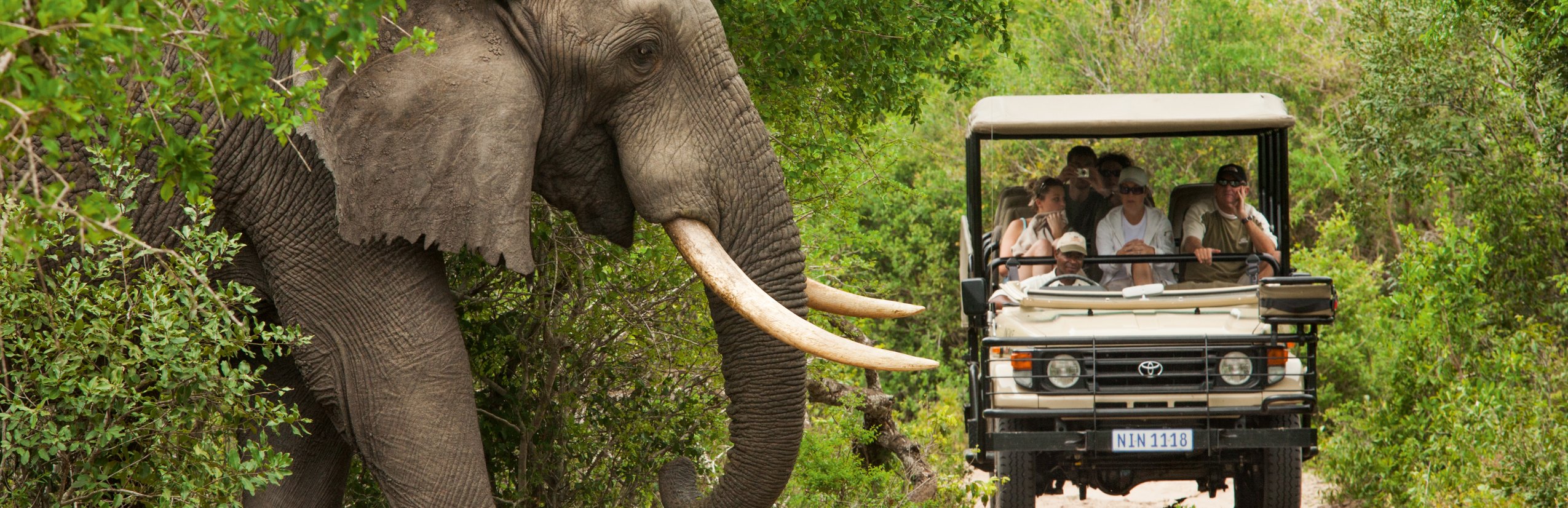 Südafrika Familienreise - Südafrika mit Kindern - Elefant Krüger Nationalpark