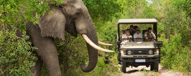 Südafrika Familienreise - Südafrika mit Kindern - Elefant Krüger Nationalpark