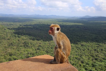 Sri Lanka mit Kindern - Sri Lanka for family - Affe am Aussichtspunkt