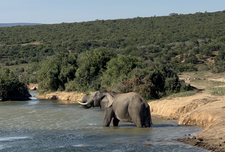 Safari Afrika mit Kindern - Safari Urlaub mit Kindern - beste Safari-Gebiete - Addo Elephant Nationalpark - Elefant bei Wasserloch