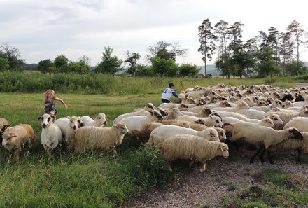 Rumänien mit Kindern - Landleben Rumänien - Schafe treiben