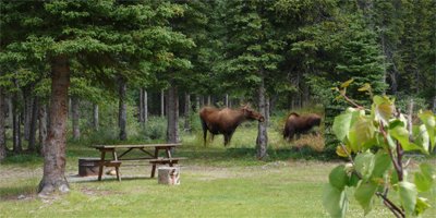 Kanada mit Kindern - Urlaub in Kanada - Elche