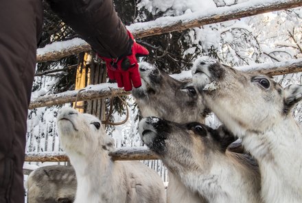 Finnland mit Kindern - Finnland Urlaub Winter mit Kindern - Familienurlaub Finnland - Rentiere