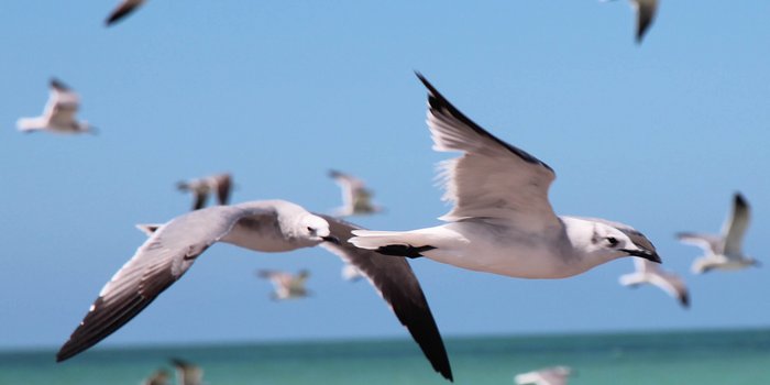 Mexiko mit Kindern - Mexiko Rundreise für Familien - Vögel am Meer