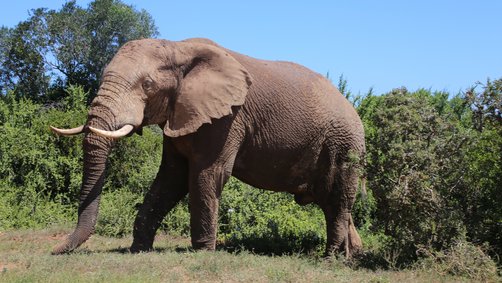 Safaris mit Kindern im Addo Elephant Nationalpark