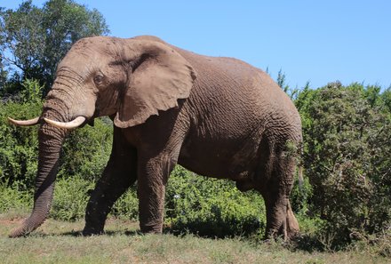 Familiensafaris - Die 6 besten Safari-Gebiete für Kinder - Safaris mit Kindern im Addo Elephant Nationalpark
