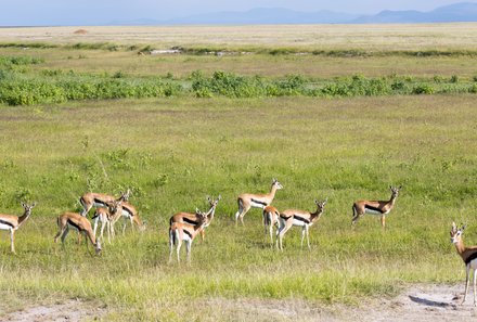 Kenia Familienreise - Kenia for family - Gazellen im Amboseli Nationalpark