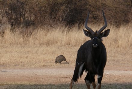 Namibia mit Kindern - Namibia Family & Teens - Otjiwa Safari Lodge - Tierbeobachtung