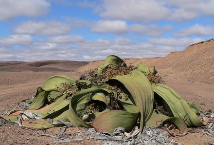 Namibia mit Kindern - Namibia for family - Welwitschia