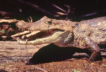 Costa Rica Familienreise - Costa Rica individuell - Krokodil auf Land