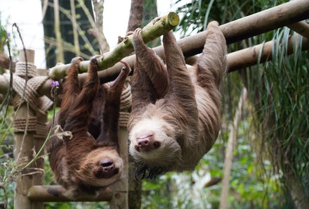 Costa Rica Familienreise - Costa Rica individuell - Faultiere kopfüber am Baum