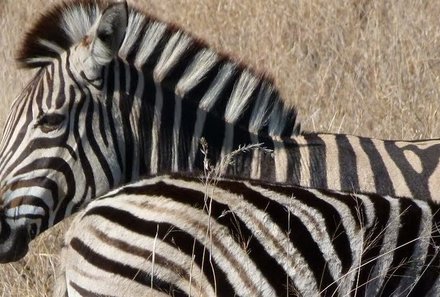 Südafrika Familienreise - Südafrika Family & Teens - Zebrakopf