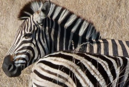Familienurlaub Südafrika - Südafrika for family individuell - Best of Krüger - Zebra