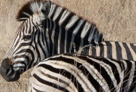 Familienreise Südafrika - Südafrika for family -best of safari - Zebras