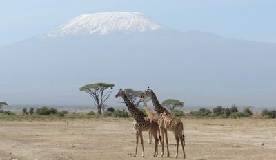Kenia Familienreise - Kenia for family - Giraffen vor dem Kilimanjaro