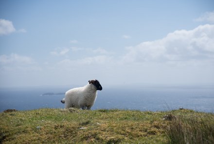 Irland Familienreise - Irland for family - Nahaufnahme Schaf