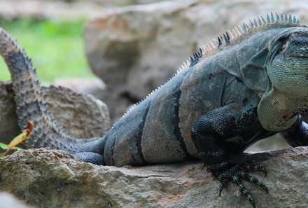 Mexiko Familienreise - Bacalar - Nahaufnahme Leguan