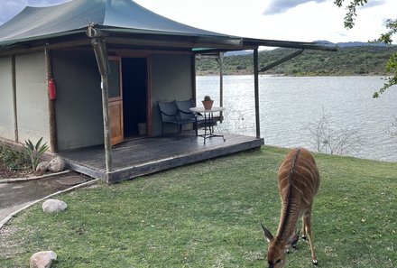 Familienreise Garden Route - Garden Route for family - Buffels Drift Game Lodge Unterkunft