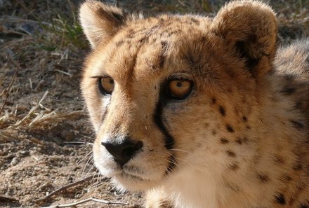 Südafrika mit Kindern - Südafrika for family - Gepard