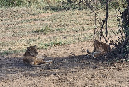 Tansania Familienreise - Tansania for family - Serengeti - Löwen