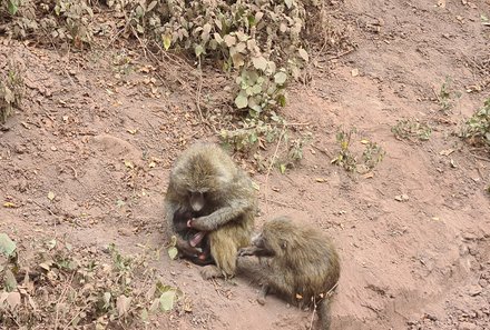 Safari Afrika mit Kindern - Safari Urlaub mit Kindern - beste Safari-Gebiete - Serengeti Nationalpark - Affen