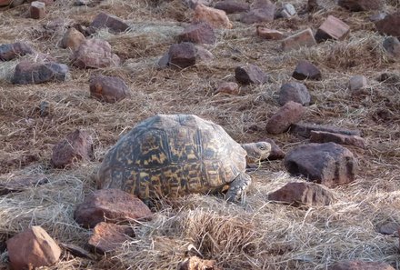 Südafrika Familienreise - Südafrika for family - Hannah Game Lodge - Schildkröte