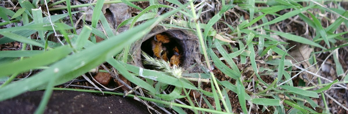 Afrika mit Kindern - Tierbegegnungen in und um Makutsi - Vogelspinnen Wohnröhre