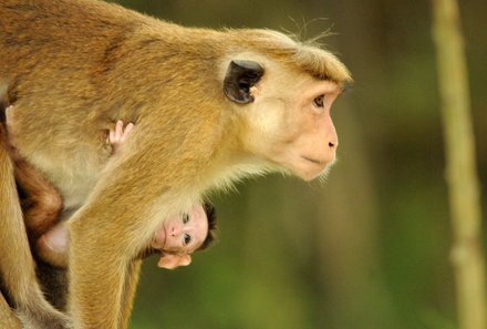 Sri Lanka mit Kindern - Sri Lanka for family - Affe mit Baby