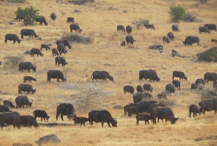 Serengeti mit Kindern individuell - Best of Familiensafari Serengeti - Gnuherde beim Grasen