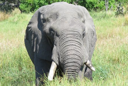 Botswana mit Jugendlichen - Elefant