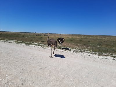 Namibia Family & Teens - Bewertung - Strauß Namibia Family & Teens - Bewertung - Strauß