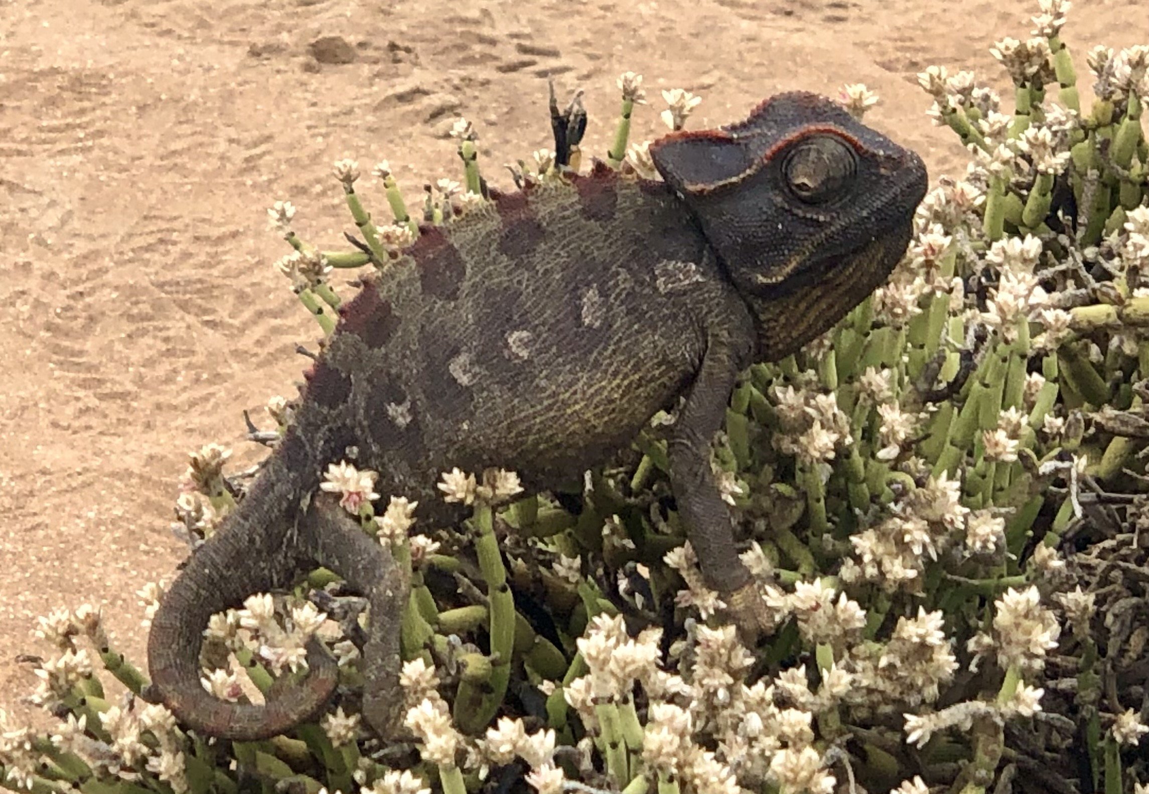 Namibia Selbstfahrerreise mit Kindern - Namibia Dachzelt Erfahrungen mit Kindern - Swakopmund - Little 5 Tour - Living Desert Tour