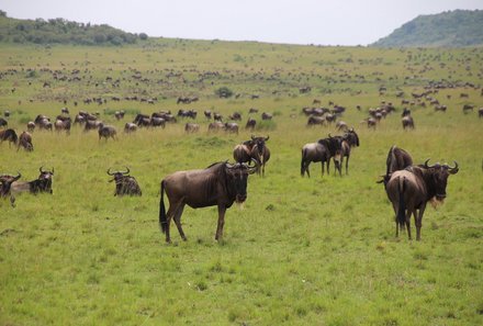 Kenia Familienreise - Kenia for family individuell - Masai Mara & Strand - Masai Mara - Gnuherde