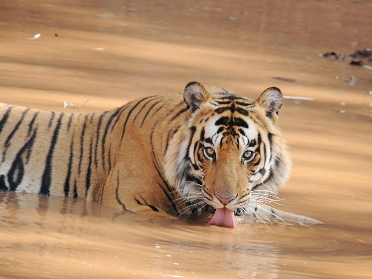 Asien Familienurlaub - Tiger im Wasser