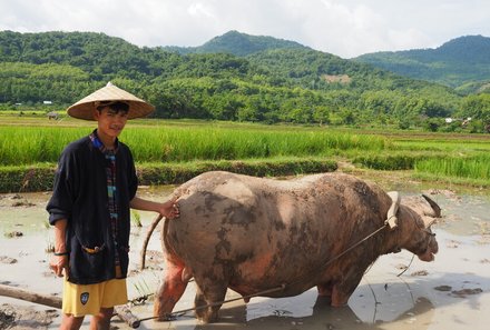 Laos und Vietnam Familienreise - Laos und Vietnam Reise mit Kindern - Einheimischer mit Ochse und Naturkulisse