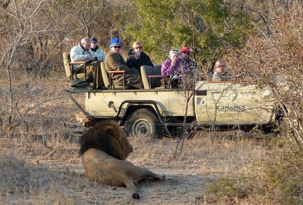 Südafrika mit Kindern - Südafrika for family - Löwe vor Jeep