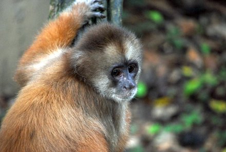 Peru mit Jugendlichen - Peru Erlebnisreise für Familien - Affe braun