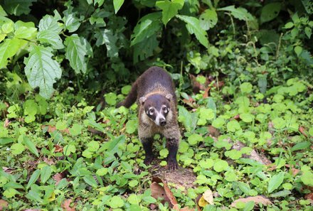 Costa Rica mit Kleinkind - Nasenbär