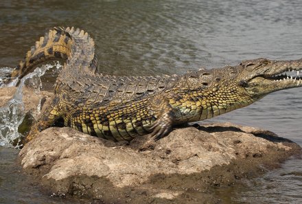Botswana Familienreise - Botswana for family individuell - Chobe Nationalpark Krokodil